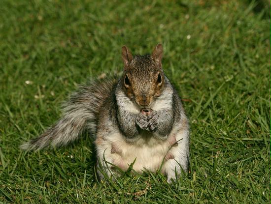 Grey Squirrel <i>Sciurus carolinensis</i>